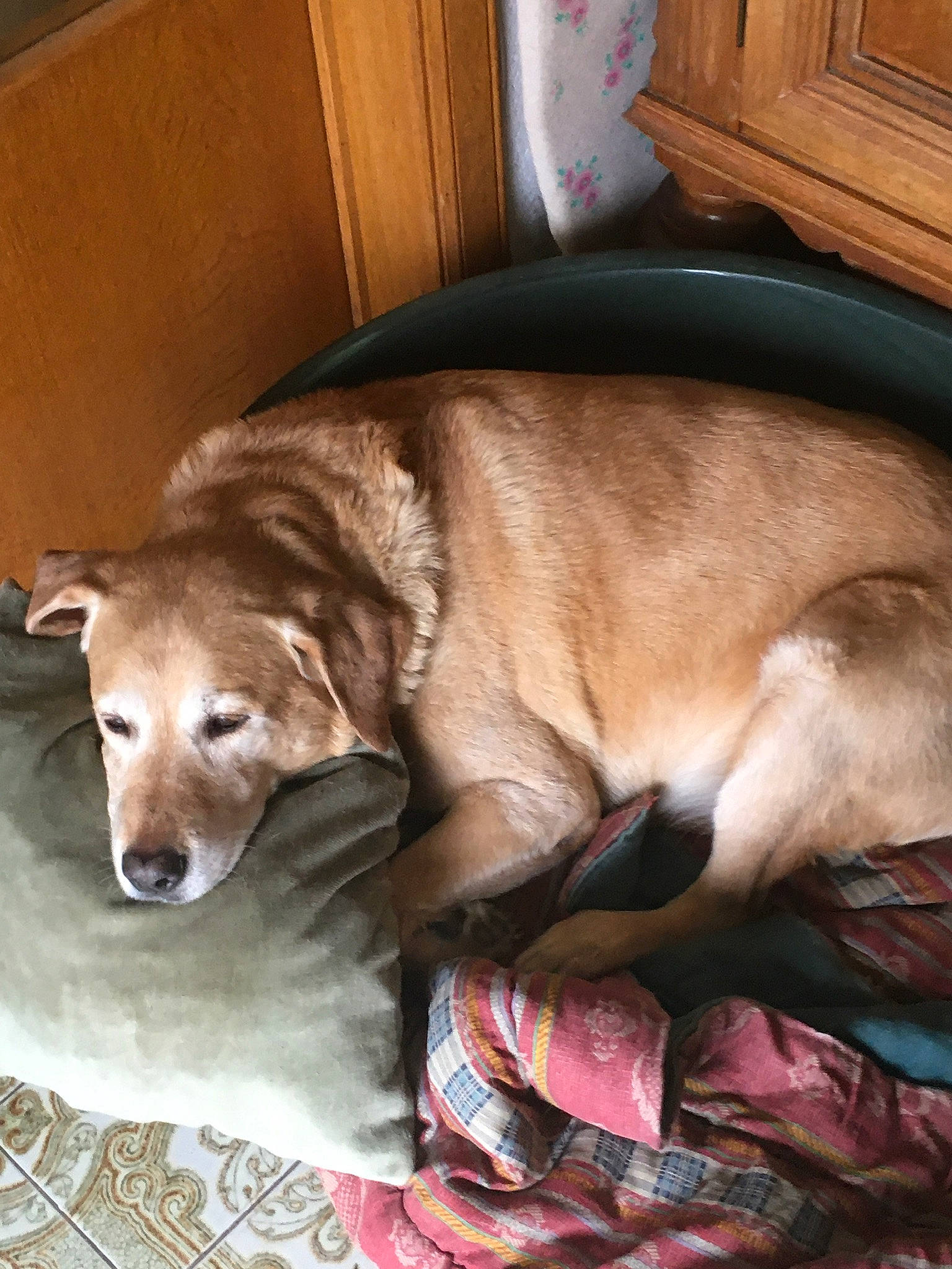 Stanley a rejoint le concours — aidez-le/la à gagner de superbes lots ! cabinetry, canidae, carnivore, comfort, companion_dog, dog, dog_breed, dog_supply, fawn, fur, hardwood, liver, pet_supply, retriever, snout, sporting_group, whiskers, wood, wood_stain, working_animal