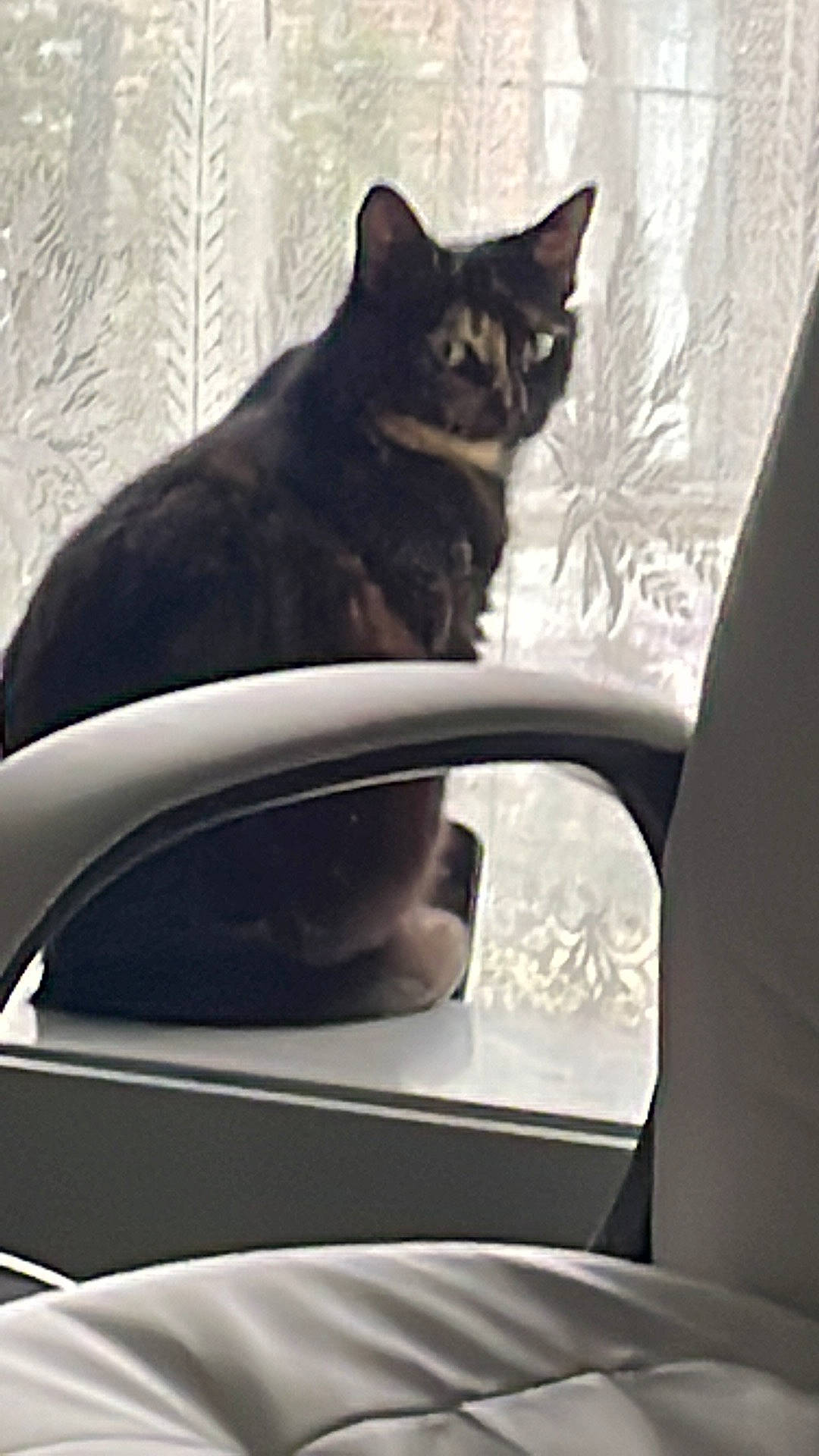 Choupette a rejoint le concours — aidez-le/la à gagner de superbes lots ! automotive_exterior, automotive_lighting, automotive_mirror, automotive_window_part, carnivore, cat, comfort, felidae, hood, motor_vehicle, rear_view_mirror, small_to_medium_sized_cats, snout, tail, tints_and_shades, vehicle, vehicle_door, whiskers, window, windshield