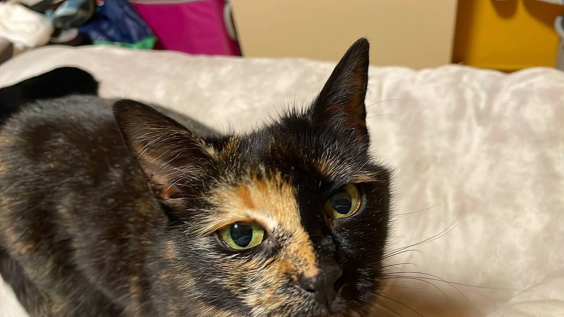 Choupette participe au concours pour gagner de l'argent avec cette photo : art, carnivore, cat, close_up, domestic_short_haired_cat, ear, eye, felidae, fur, iris, small_to_medium_sized_cats, snout, whiskers, wildlife, window