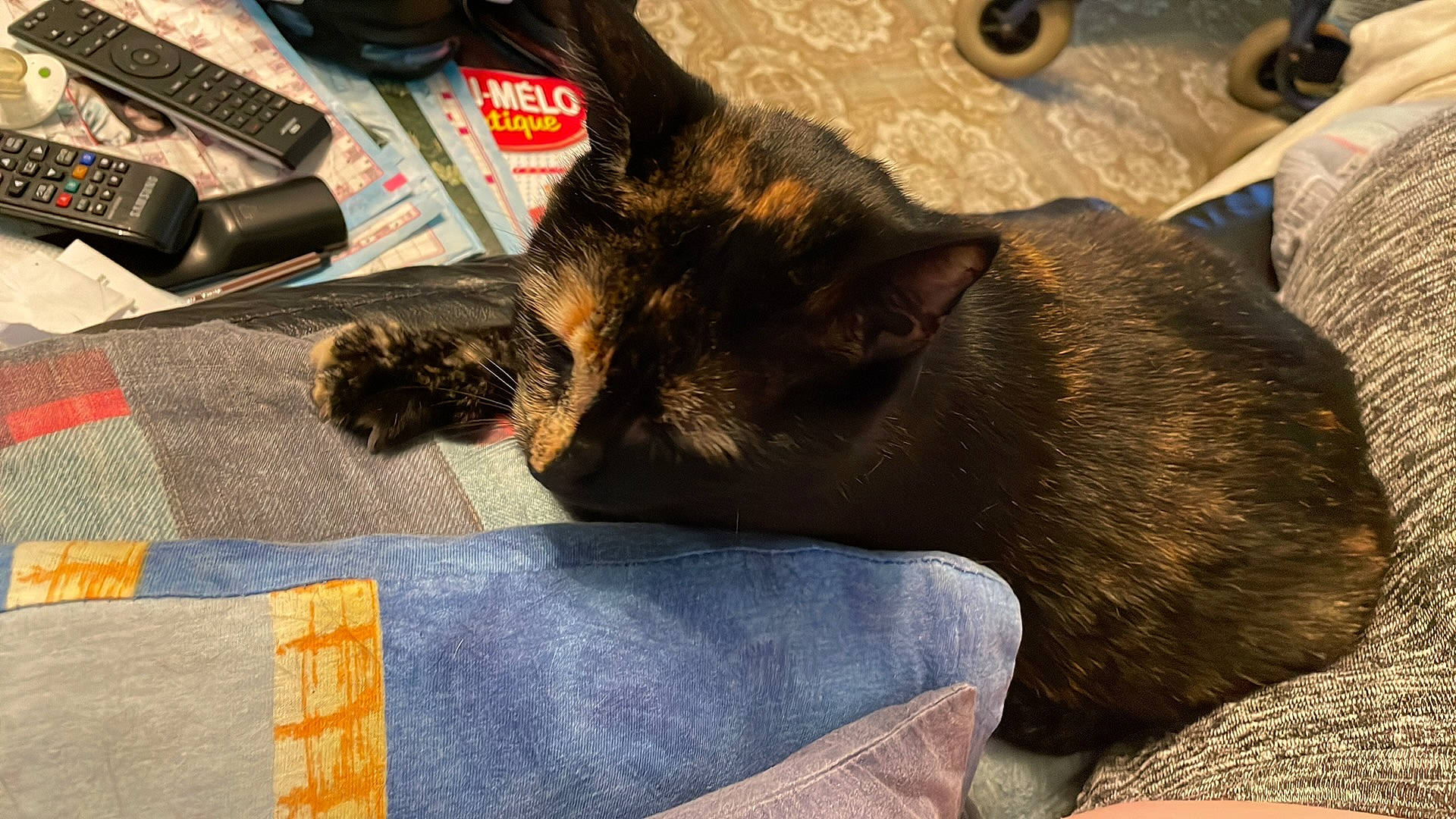 Choupette a rejoint le concours — aidez-le/la à gagner de superbes lots ! black_cat, canidae, carnivore, cat, claw, comfort, domestic_short_haired_cat, felidae, fur, lap, nap, office_supplies, paw, small_to_medium_sized_cats, snout, tail, whiskers