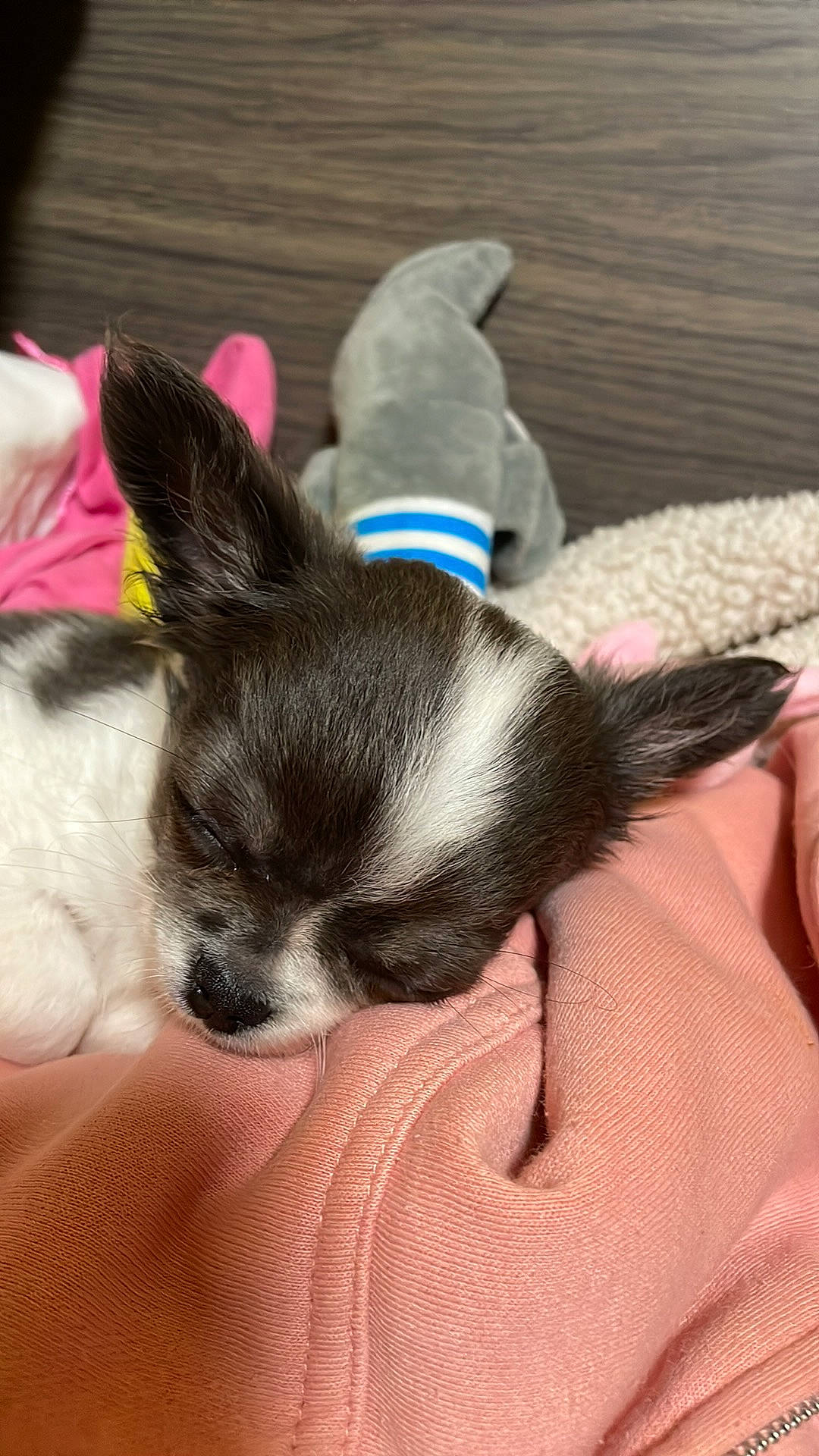 Pynker participe au concours pour gagner de l'argent avec cette photo : canidae, carmine, carnivore, comfort, companion_dog, dog_breed, domestic_short_haired_cat, ear, felidae, foot, fur, human_leg, paw, small_to_medium_sized_cats, snout, sporting_group, tail, terrestrial_animal, whiskers, working_animal