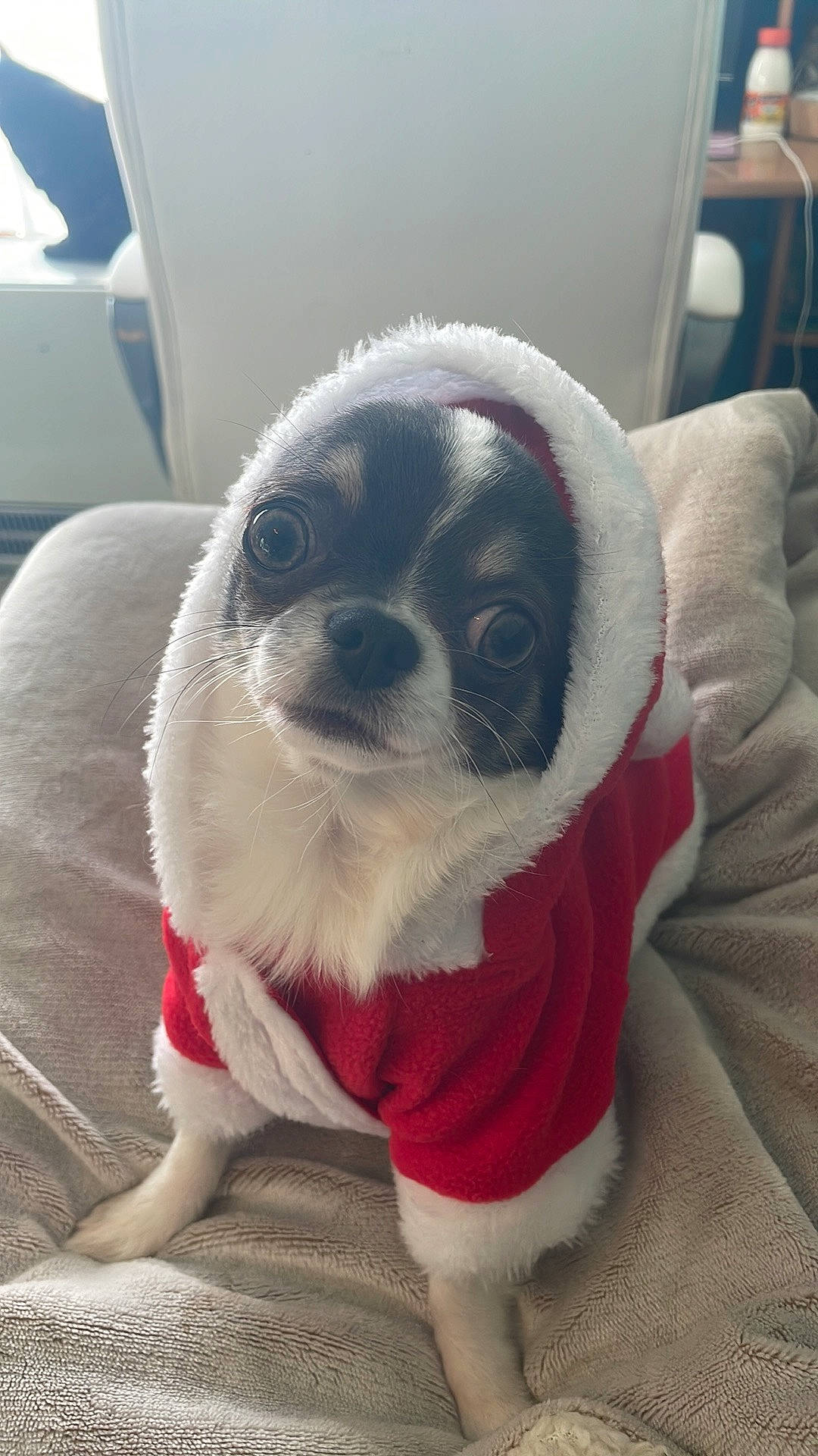 Pynker participe au concours pour gagner de l'argent avec cette photo : canidae, carmine, carnivore, comfort, companion_dog, dog, dog_breed, fawn, fur, paw, pug, puppy, puppy_love, snout, sporting_group, tail, toy_dog, whiskers, white, working_animal