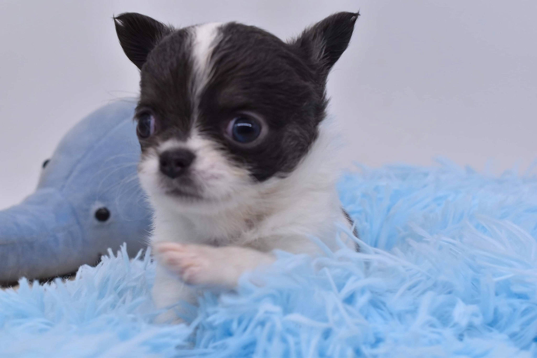 Pynker a rejoint le concours — aidez-le/la à gagner de superbes lots ! canidae, carnivore, chihuahua, companion_dog, dog, dog_breed, dog_supply, fawn, fur, non_sporting_group, paw, puppy, small_terrier, snout, sporting_group, terrestrial_animal, terrier, toy_dog, whiskers, working_animal