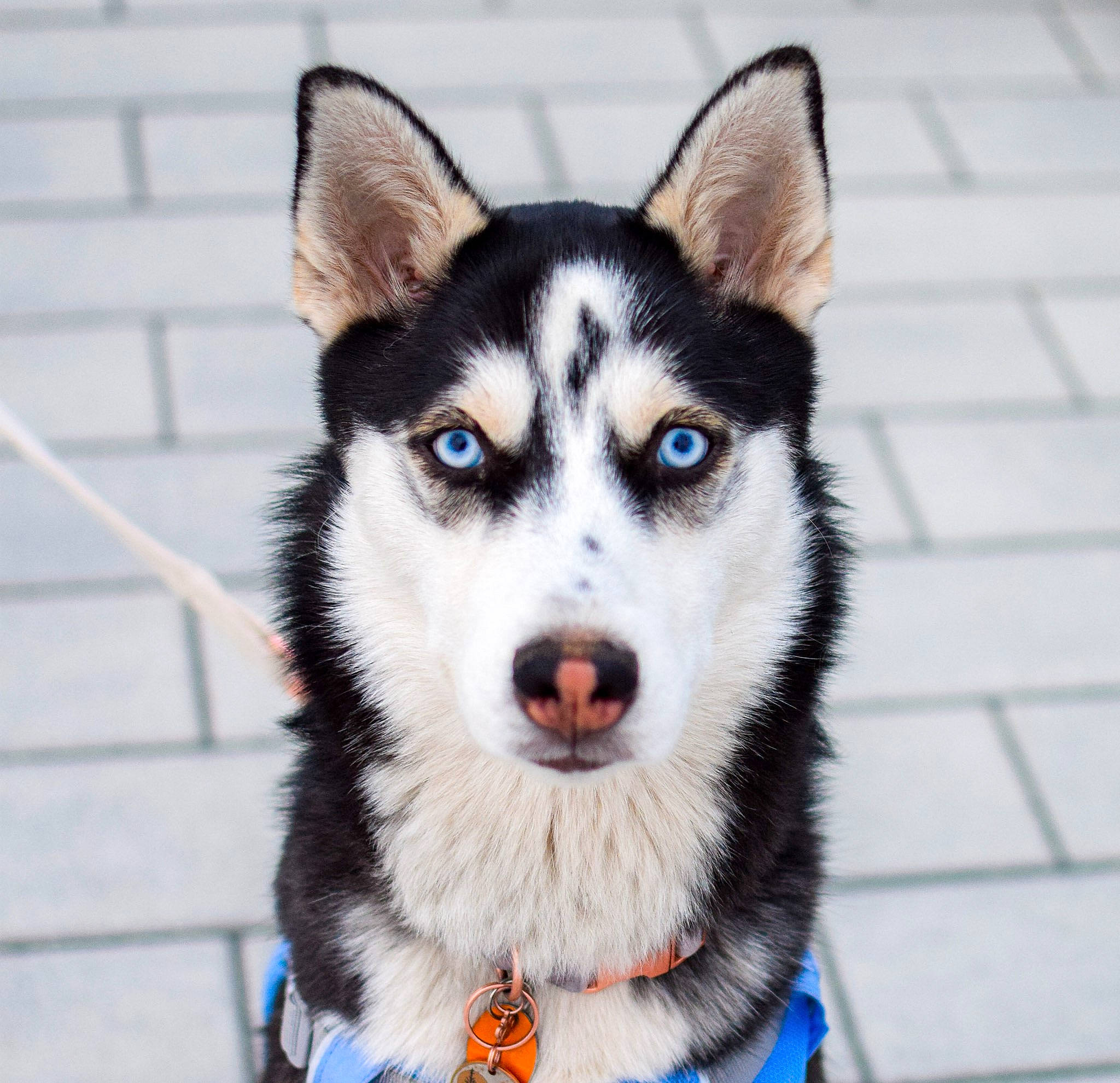 Azula is registered to the contest to win money with this photo: ancient_dog_breeds, art, canidae, canis, carnivore, collar, companion_dog, dog, dog_breed, electric_blue, fur, jaw, non_sporting_group, siberian_husky, sled_dog, snout, sporting_group, terrestrial_animal, whiskers, working_dog