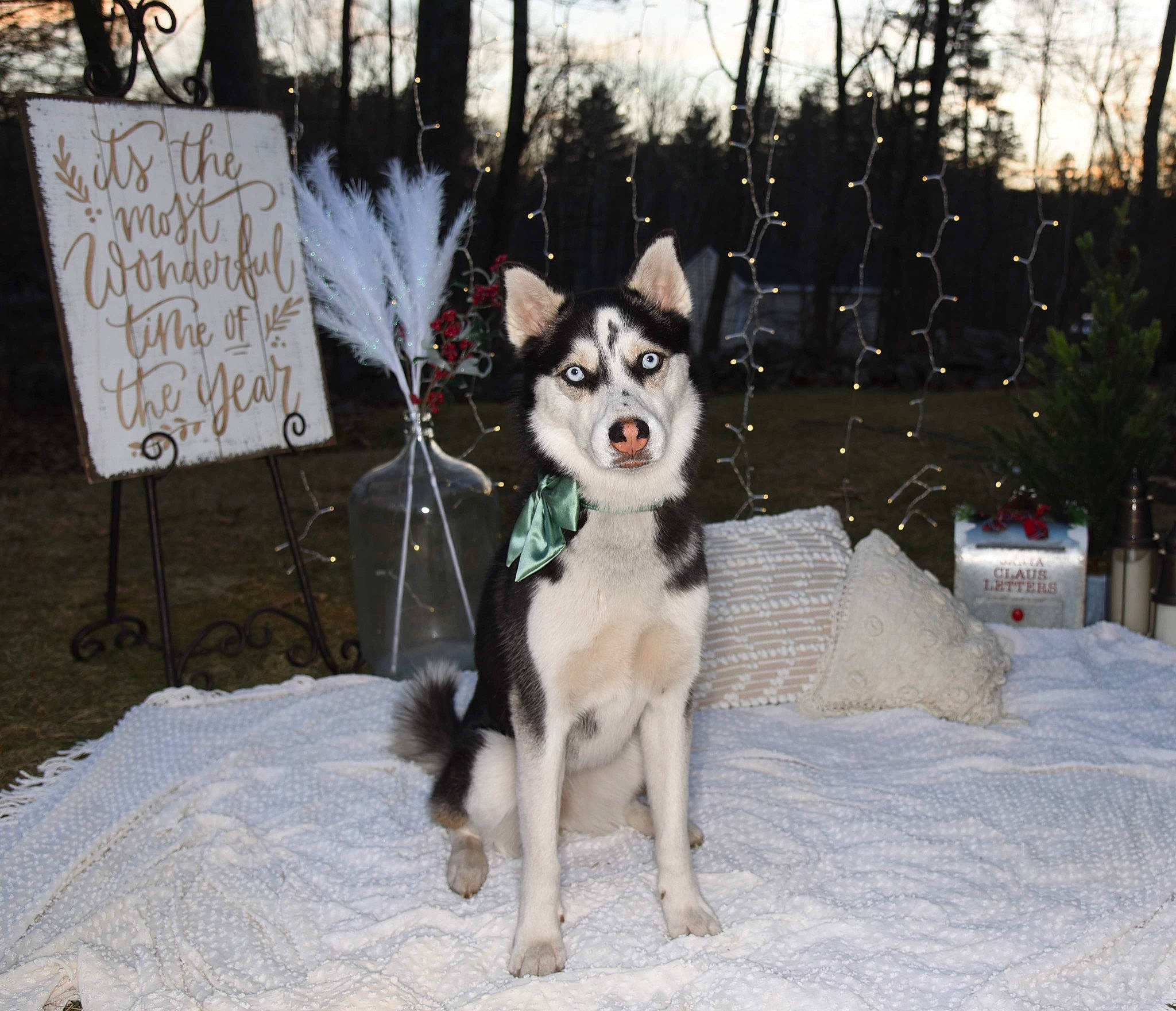 Azula joined the competition — help win amazing prizes! canidae, canis, carnivore, cloud, companion_dog, dog, dog_breed, dog_supply, fur, handwriting, recreation, sky, sled_dog, snout, snow, sporting_group, tree, winter, working_animal, working_dog