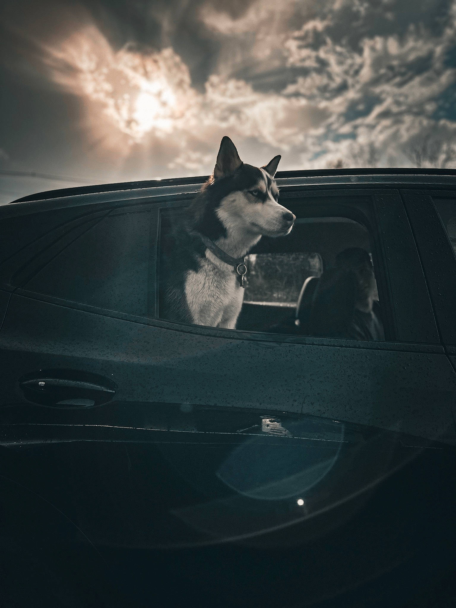 Azula joined the competition — help win amazing prizes! auto_part, automotive_design, automotive_exterior, automotive_lighting, car, carnivore, cloud, dog, dog_breed, door, flash_photography, headlamp, hood, motor_vehicle, personal_luxury_car, sky, tints_and_shades, vehicle, vehicle_door, windshield