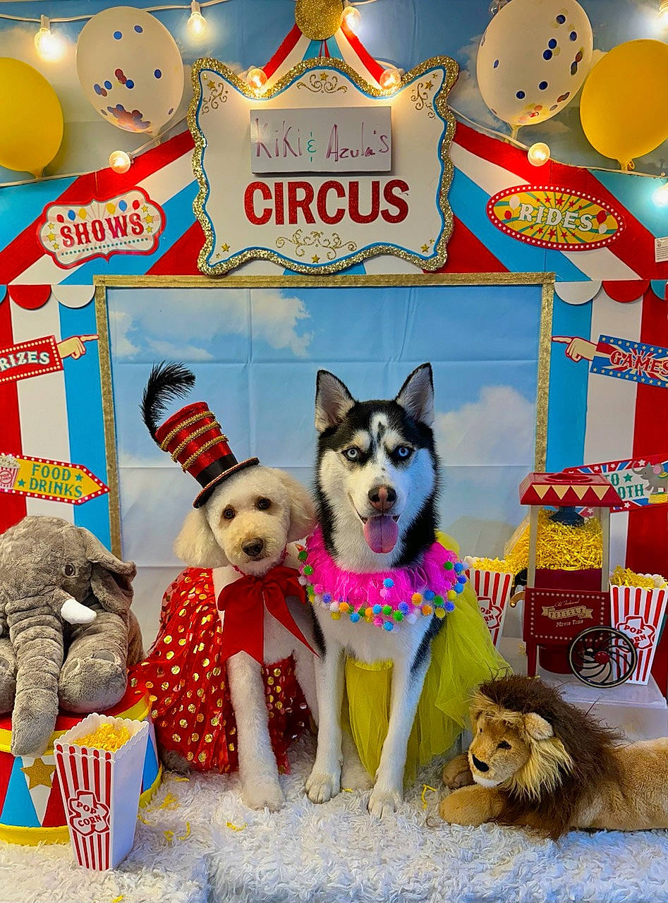 Kiki joined the competition — help win amazing prizes! advertising, art, balloon, carnivore, companion_dog, dog, dog_breed, dog_clothes, dog_supply, event, fawn, font, party_supply, pet_supply, photo_caption, sled_dog, stuffed_toy, sweetness, toy, toy_dog