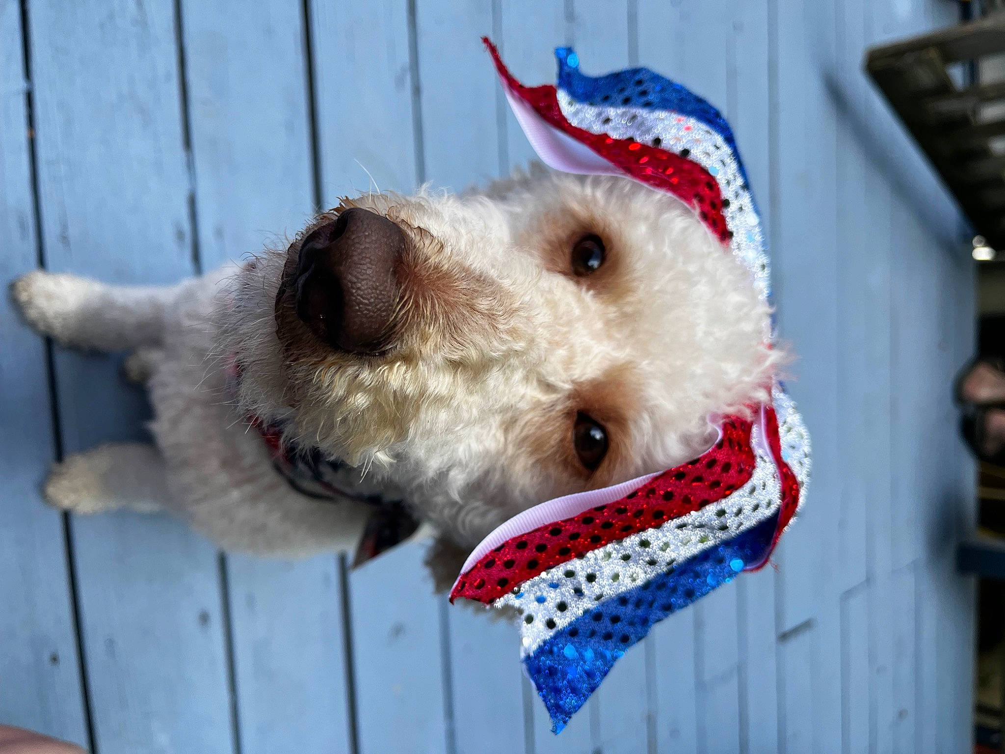 Kiki is registered to the contest to win money with this photo: canidae, carnivore, collar, companion_dog, dog, dog_breed, dog_collar, dog_supply, fence, fur, leash, paw, pet_supply, retriever, snout, sporting_group, stuffed_toy, terrier, winter, working_animal