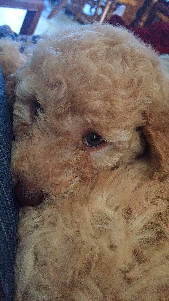 Kiki is registered to the contest to win money with this photo: canidae, carnivore, companion_dog, dog, dog_breed, eye, fawn, fur, labradoodle, liver, poodle, poodle_crossbreed, shih_poo, snout, sporting_group, terrier, toy_dog, water_dog, working_animal, yorkipoo