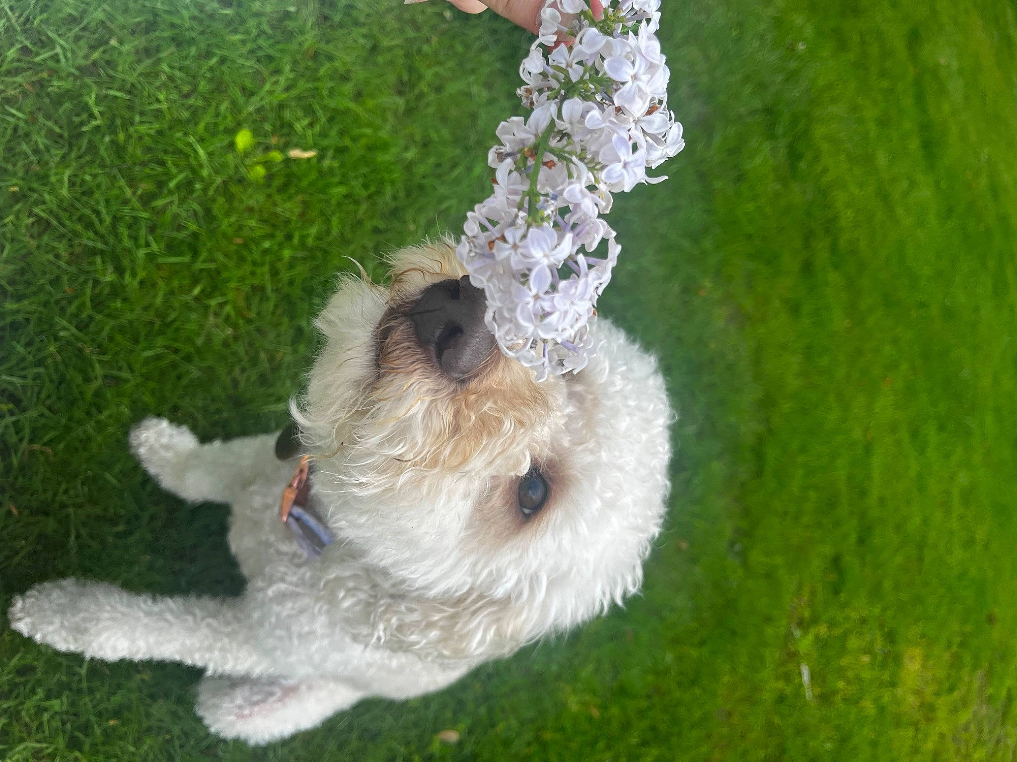 Kiki is registered to the contest to win money with this photo: carnivore, companion_dog, dog, dog_breed, dog_collar, fawn, fur, grass, grass_family, lawn, non_sporting_group, paw, plant, small_terrier, snout, tail, terrier, toy, toy_dog, tree