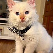 Mochi joined the competition — help win amazing prizes! kitten, cat, white_fur, blue_eyes, bow_tie, pet, indoor, close_up, cute, fluffy, collar, bell, domestic_animal, young, animal, portrait, fur, whiskers, pink_nose, ears