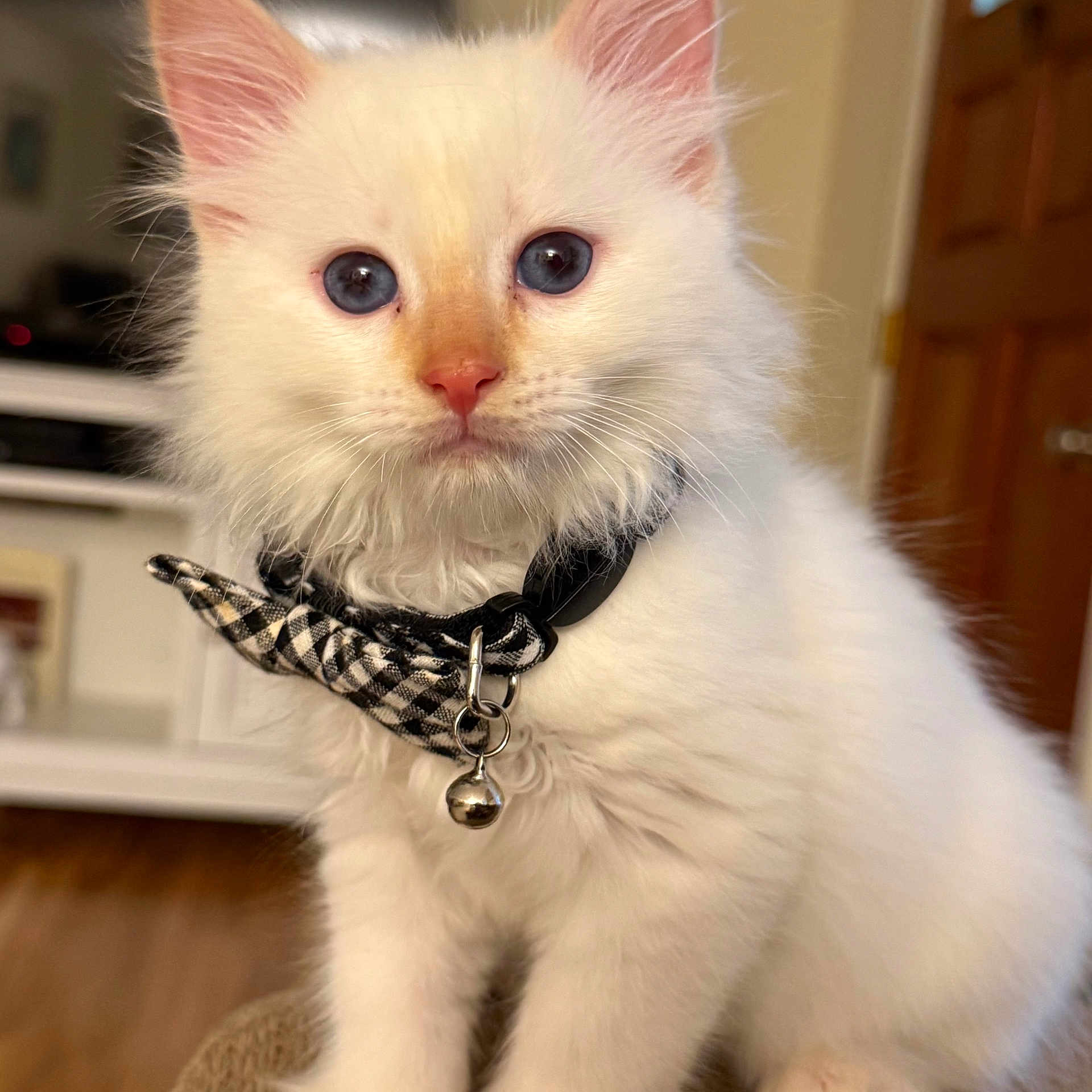 Mochi joined the competition — help win amazing prizes! kitten, cat, white_fur, blue_eyes, bow_tie, pet, indoor, close_up, cute, fluffy, collar, bell, domestic_animal, young, animal, portrait, fur, whiskers, pink_nose, ears