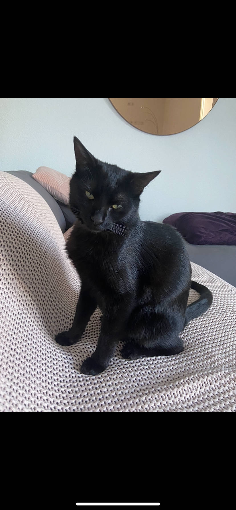 Elmo a rejoint le concours — aidez-le/la à gagner de superbes lots ! asian, black_cat, bombay, burmese, carnivore, cat, domestic_short_haired_cat, felidae, havana_brown, kitten, korat, mammal, russian_blue, small_to_medium_sized_cats, vertebrate, whiskers