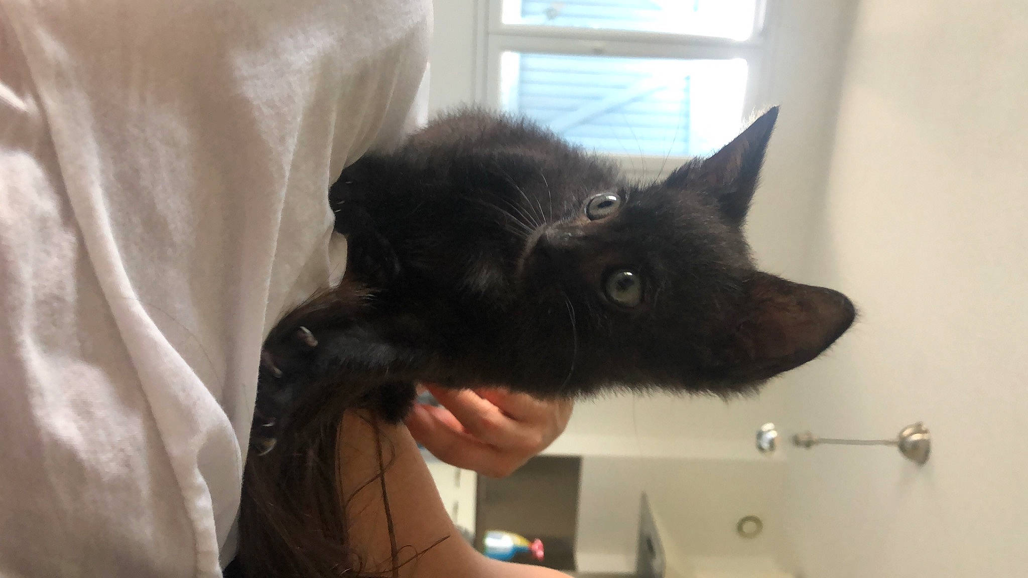 Elmo participe au concours pour gagner de l'argent avec cette photo : asian, black_cat, bombay, carnivore, cat, domestic_long_haired_cat, domestic_short_haired_cat, ear, felidae, german_rex, havana_brown, kitten, korat, mammal, nebelung, polydactyl_cat, small_to_medium_sized_cats, whiskers