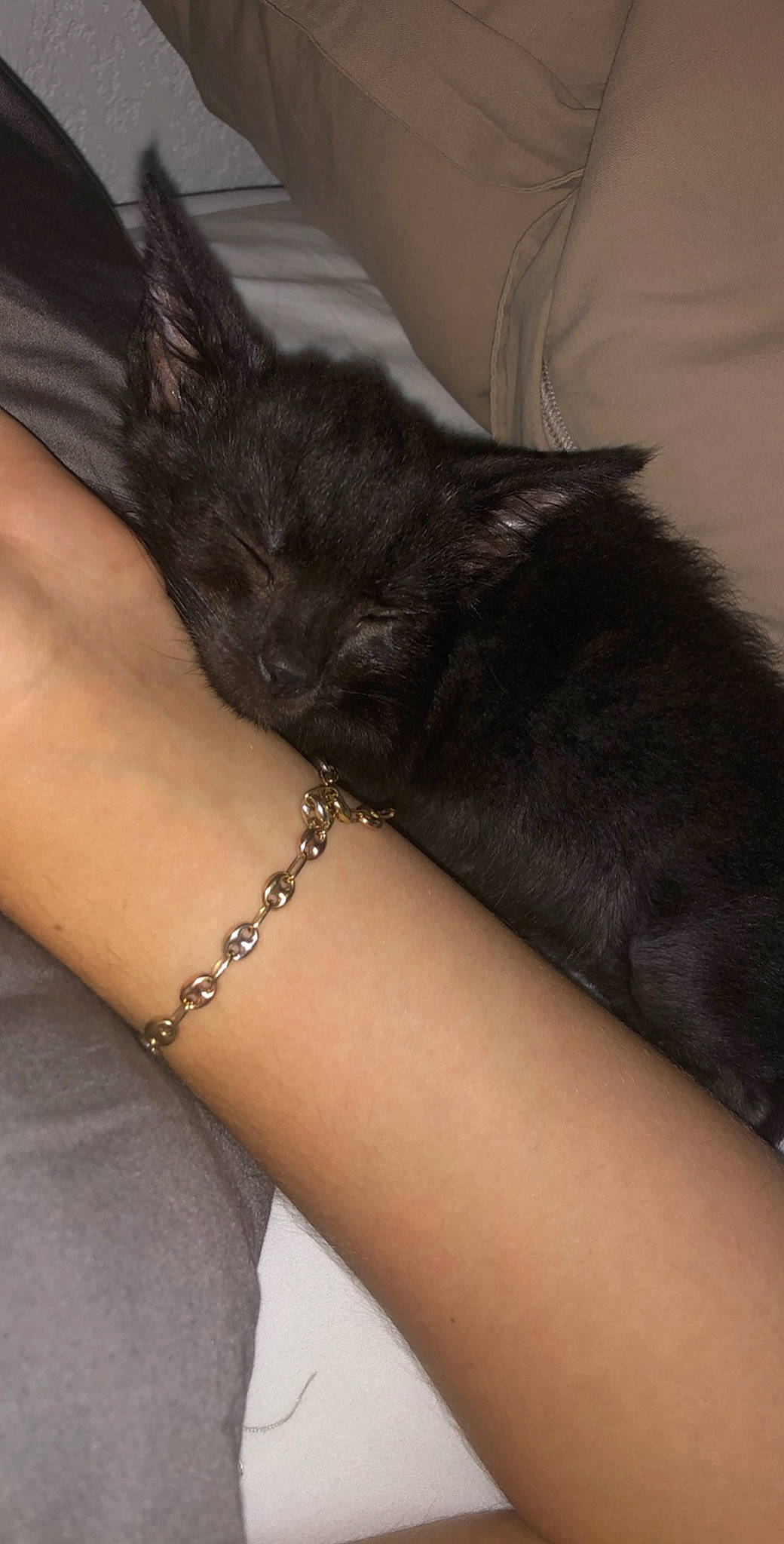 Elmo participe au concours pour gagner de l'argent avec cette photo : arm, black, black_cat, black_hair, cat, claw, ear, felidae, fur, hand, leg, neck, small_to_medium_sized_cats, tail, whiskers, wrist