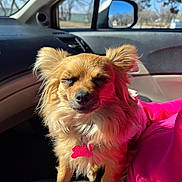 Evie joined the competition — help win amazing prizes! dog, small_dog, fluffy_dog, car_interior, sunlight, dog_tag, pet, lap, pink_clothing, window, side_mirror, dashboard, relaxed, pet_accessory, animal, canine, fur, nose, ears, person