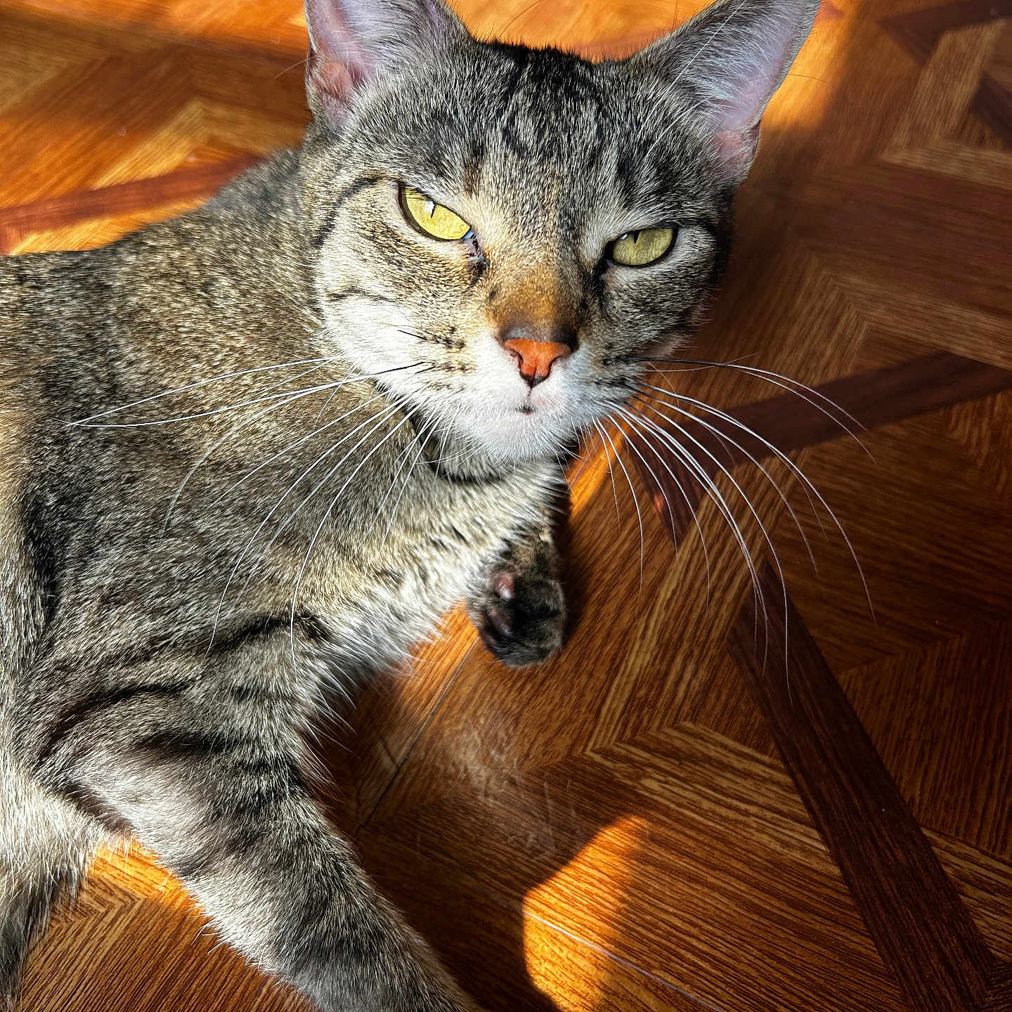 Angel joined the competition — help win amazing prizes! abyssinian, animal, cat, hardwood, indoors, interiordesign, kitten, manx, pet, plywood, stainedwood, wood