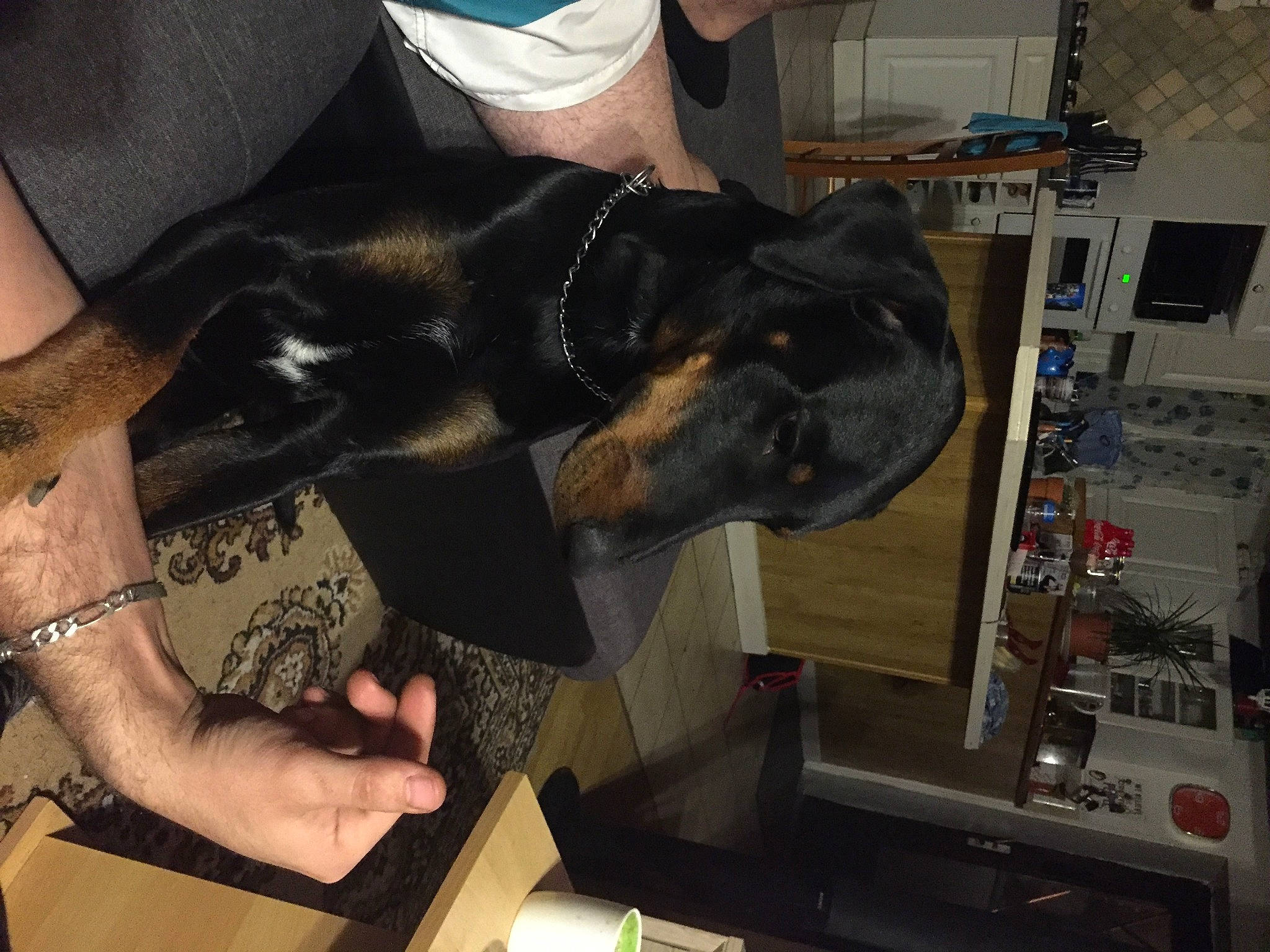 Sky a rejoint le concours — aidez-le/la à gagner de superbes lots ! canidae, carnivore, companion_dog, dobermann, dog, dog_breed, guard_dog, sporting_group