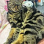 Lucifer joined the competition — help win amazing prizes! cat, tabby, glasses, sleeping, relaxed, indoor, blanket, soft, feline, pet, striped, cozy, fur, collar, resting, cute, domestic, animal, comfort, casual