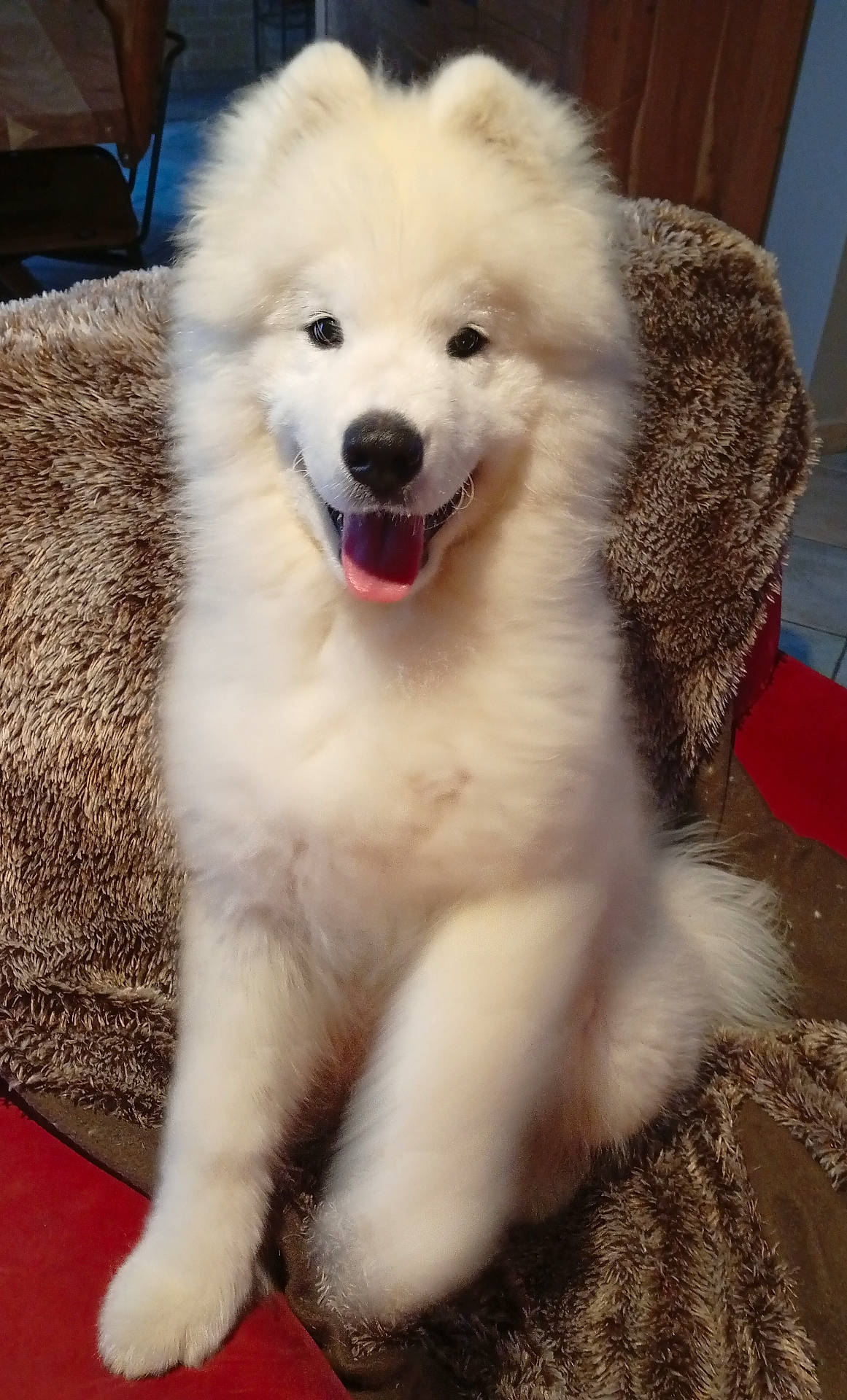 animal, blanket, canine, companion, cozy, cute, dog, fluffy, friendly, fur, furniture, happy, indoor, pet, portrait, sitting, smiling, tongue_out, warm_lighting, white