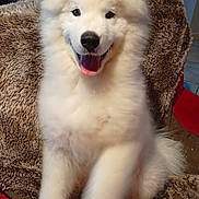 Athos participe au concours pour gagner de l'argent avec cette photo : animal, blanket, canine, companion, cozy, cute, dog, fluffy, friendly, fur, furniture, happy, indoor, pet, portrait, sitting, smiling, tongue_out, warm_lighting, white