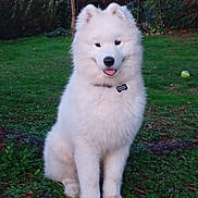 Athos a rejoint le concours — aidez-le/la à gagner de superbes lots ! animal, canine, collar, cute, dog, fluffy, friendly, garden, grass, greenery, nature, outdoor, pet, playful, puppy, samoyed, sitting, tongue_out, white_fur, young_dog