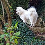 animal, bushes, canine, dog, fluffy, forest, fur, garden, greenery, ivy, leafy, nature, outdoor, pet, plants, side_view, standing, stone_steps, tree, white_dog