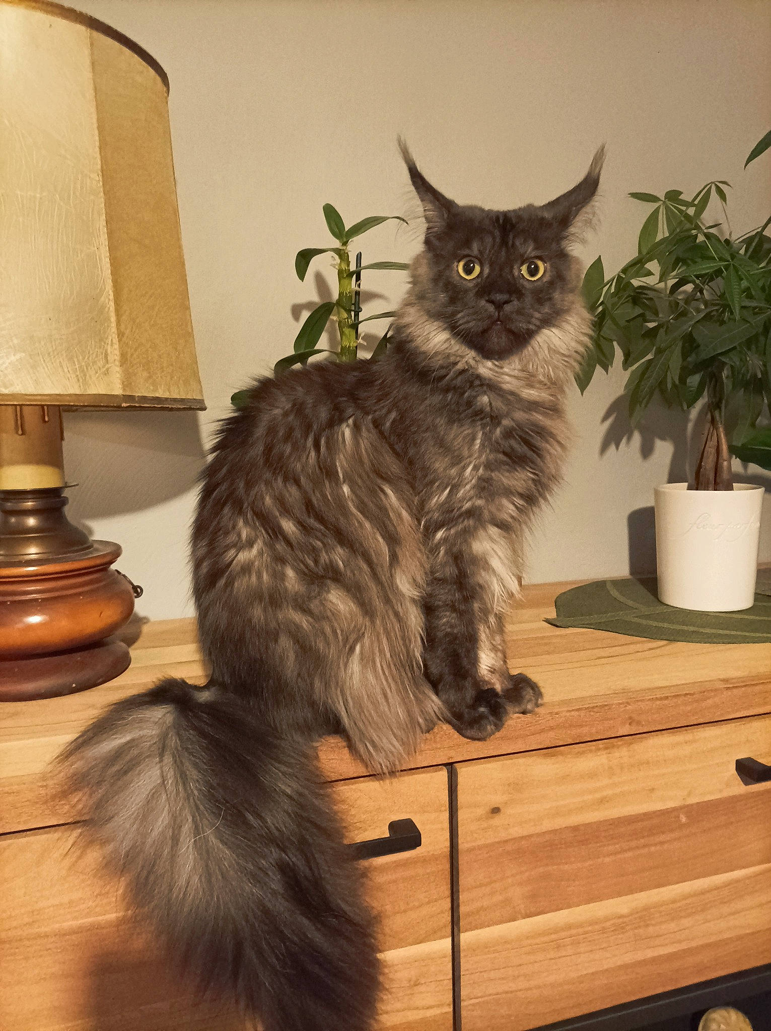 Eragon a rejoint le concours — aidez-le/la à gagner de superbes lots ! black_cat, cabinetry, carnivore, cat, chair, domestic_short_haired_cat, drawer, felidae, flowerpot, fur, grey, hardwood, houseplant, plant, shelf, small_to_medium_sized_cats, tail, whiskers, wood, wood_stain