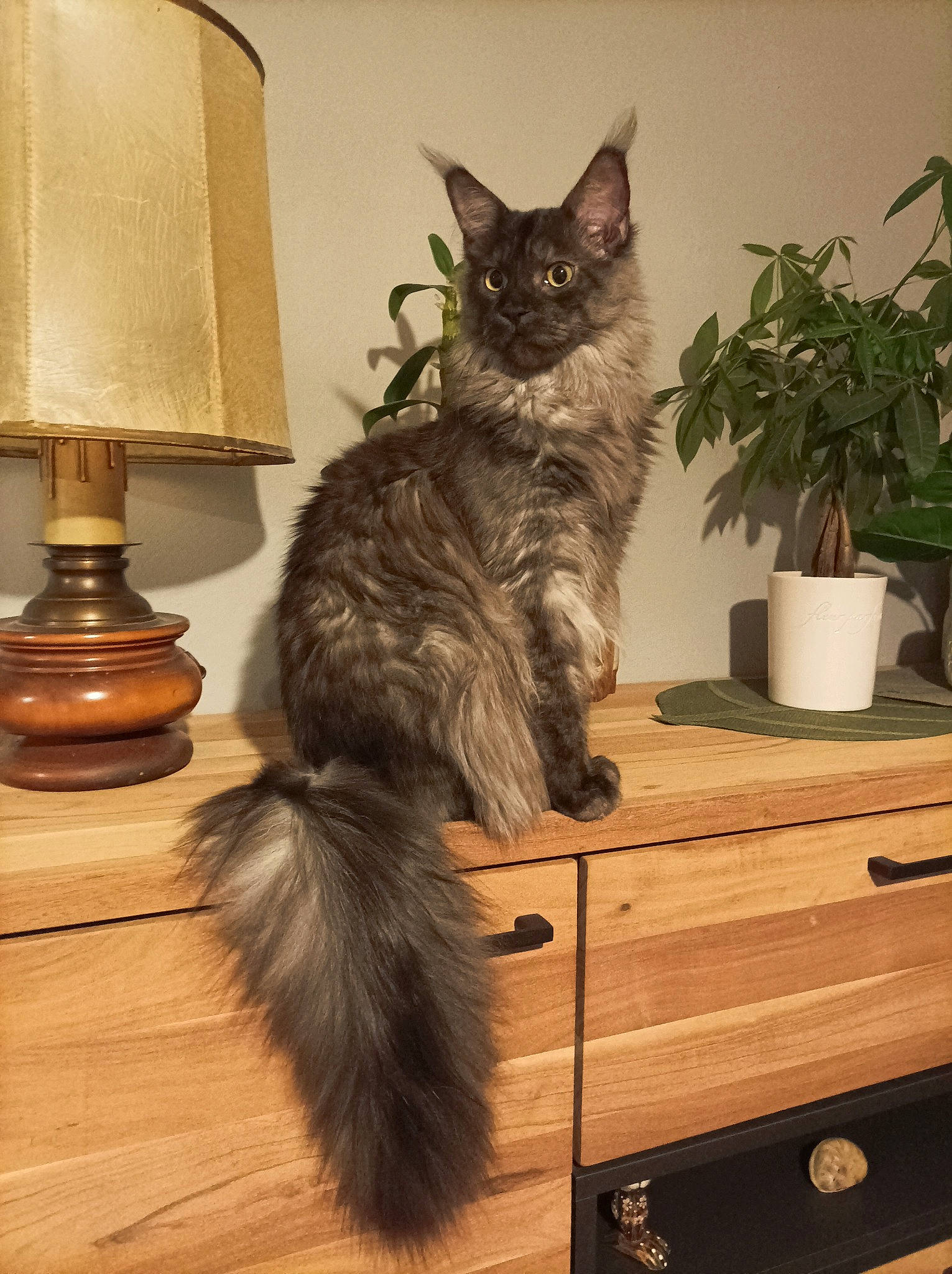 Eragon a rejoint le concours — aidez-le/la à gagner de superbes lots ! black_cat, carnivore, cat, cat_supply, comfort, domestic_short_haired_cat, drawer, felidae, flooring, flowerpot, fur, hardwood, houseplant, plant, room, shelf, small_to_medium_sized_cats, tail, whiskers, wood