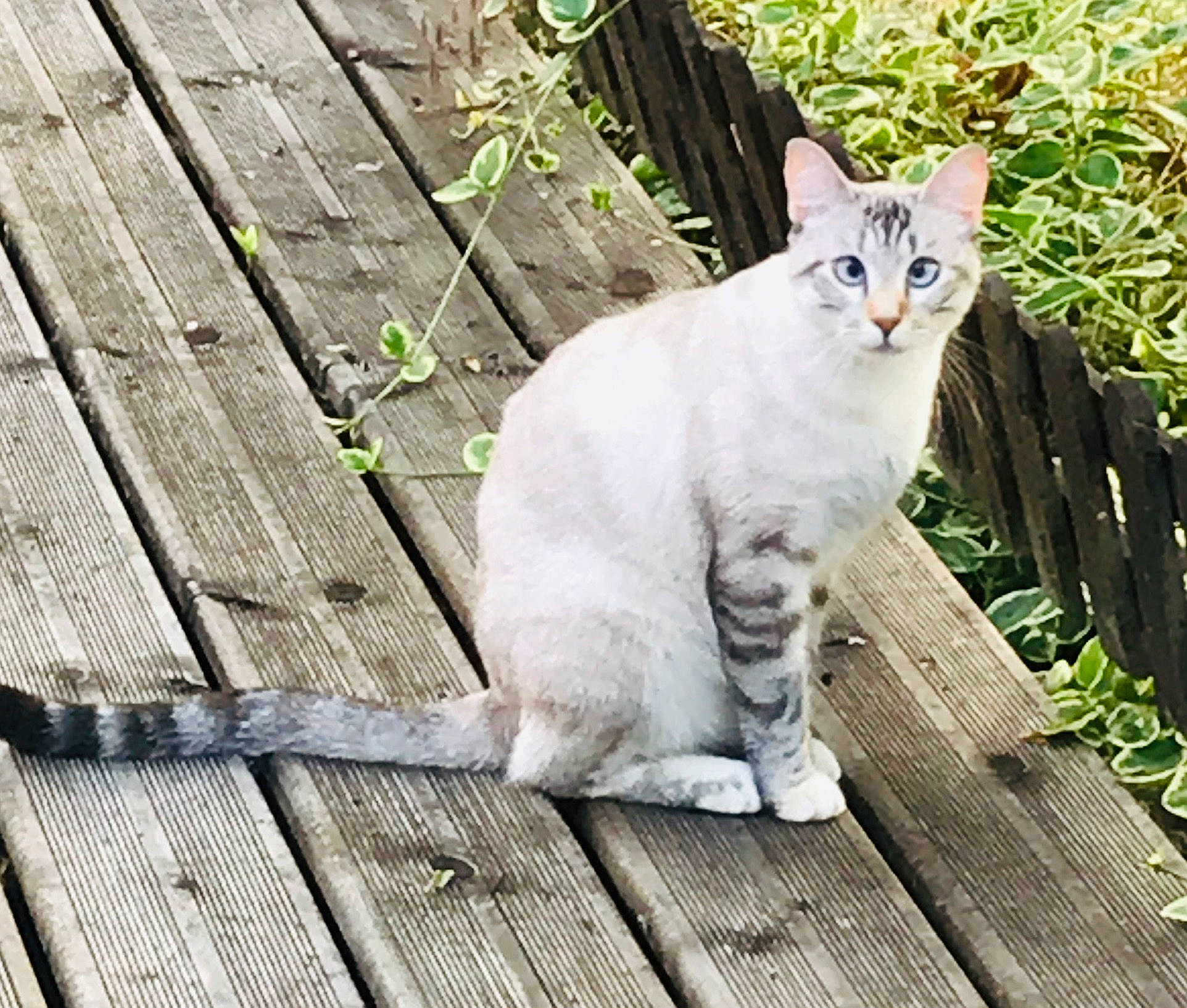 Neige participe au concours pour gagner de l'argent avec cette photo : aegean_cat, american_wirehair, asian, australian_mist, burmilla, carnivore, cat, domestic_short_haired_cat, european_shorthair, eye, fawn, felidae, fur, mammal, polydactyl_cat, small_to_medium_sized_cats, tabby_cat, tail, whiskers, wood