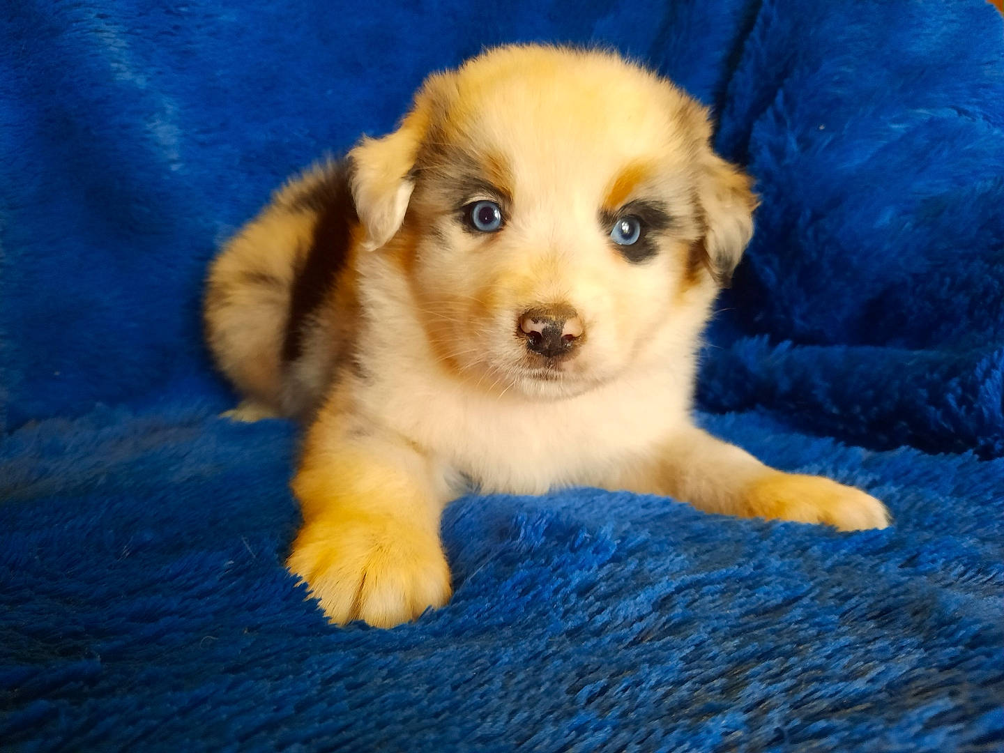 River a rejoint le concours — aidez-le/la à gagner de superbes lots ! australian_shepherd, canidae, carnivore, cavachon, companion_dog, dog, dog_breed, fawn, mammal, miniature_australian_shepherd, puppy, puppy_love, rare_breed_dog, small_greek_domestic_dog, snout, sporting_group, vertebrate, working_dog