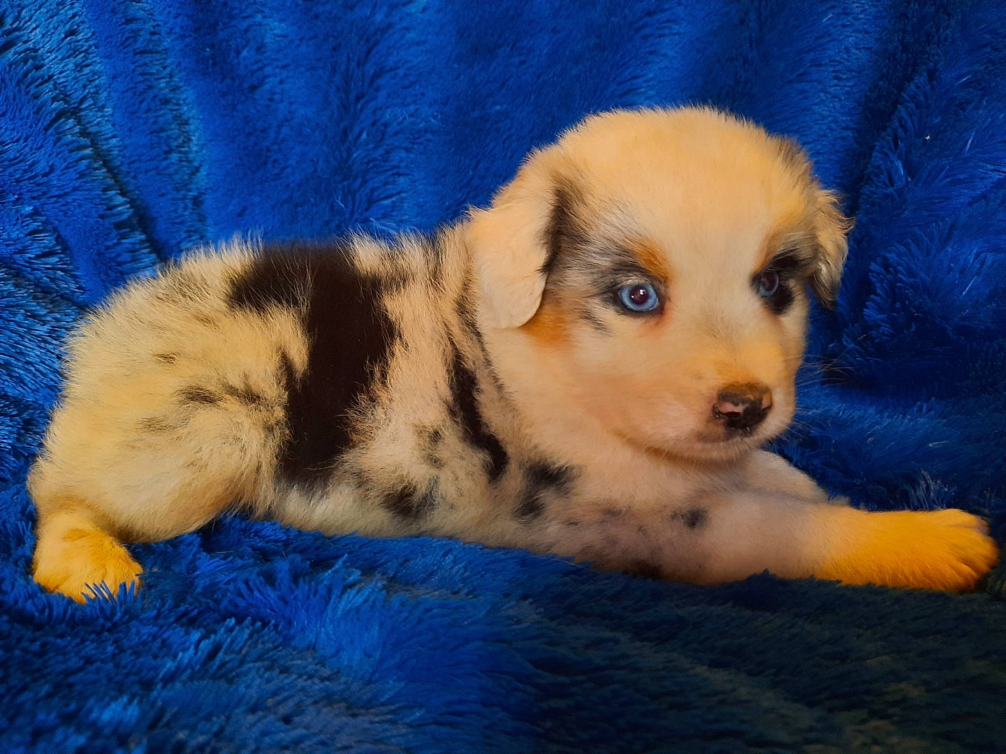 River participe au concours pour gagner de l'argent avec cette photo : australian_shepherd, canidae, carnivore, companion_dog, dog, dog_breed, fawn, mammal, miniature_australian_shepherd, paw, puppy, sporting_group, vertebrate