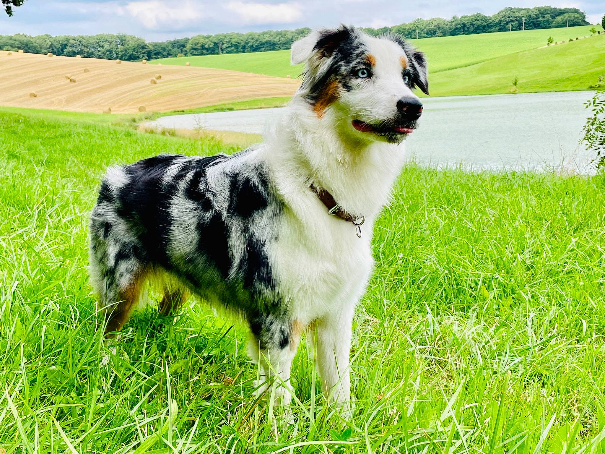 River participe au concours pour gagner de l'argent avec cette photo : canidae, carnivore, cloud, companion_dog, dog, dog_breed, grass, grass_family, grassland, herding_dog, lawn, meadow, pasture, plant, sky, snout, sporting_group, tail, tree, working_animal