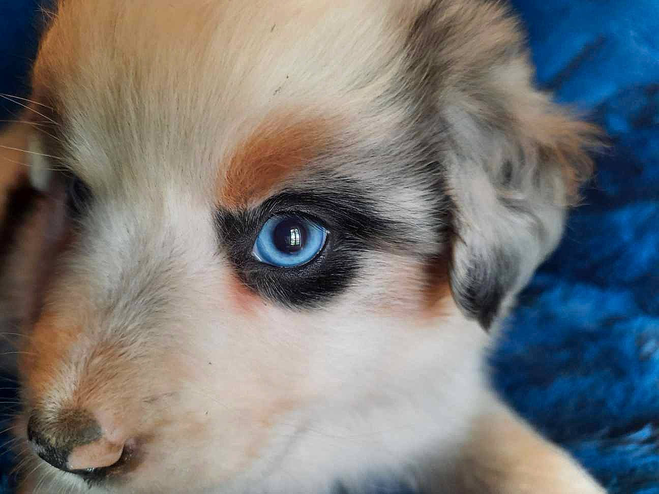 River participe au concours pour gagner de l'argent avec cette photo : australian_shepherd, canidae, carnivore, close_up, companion_dog, dog, dog_breed, ear, eye, fur, head, iris, mammal, miniature_australian_shepherd, nose, puppy, skin, snout, vertebrate, whiskers
