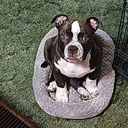 Zeppelin joined the competition — help win amazing prizes! adorable, animal, black_and_white, carpet, companion, crate, cute, dog, domestic_animal, ears, floor, fur, indoor, looking_up, paw, pet_bed, puppy, sitting, small_bed, young_dog