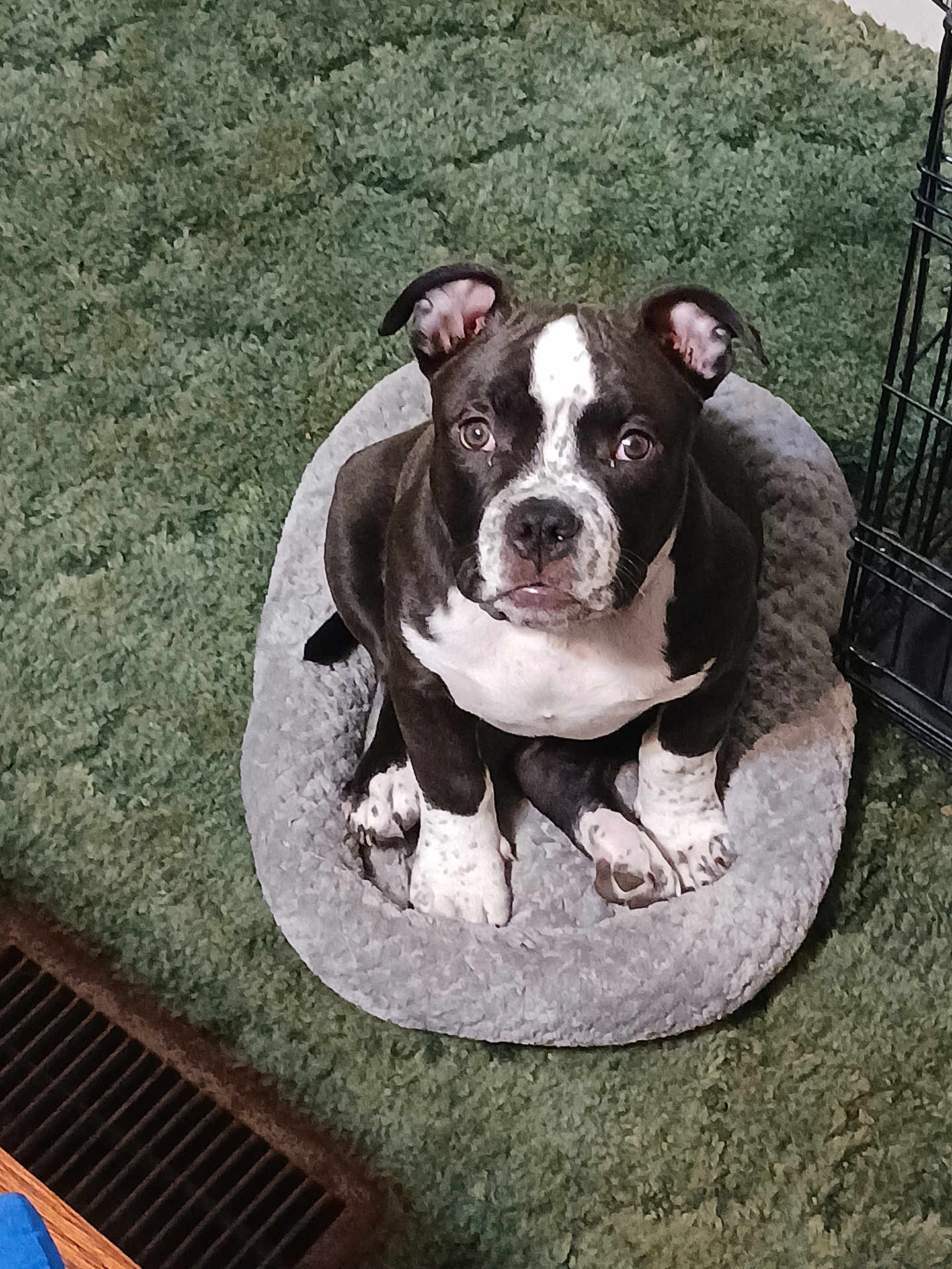 Zeppelin