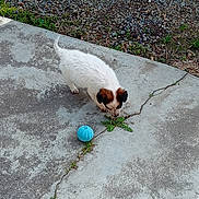 Lina participe au concours pour gagner de l'argent avec cette photo : animal, blue_ball, brown_patches, concrete, crack, curious, dog, feet, grass, gravel, nature, outdoor, pet, playing, puppy, sandals, sidewalk, small_dog, white_dog, young_dog