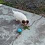 animal, blue_ball, brown_patches, concrete, crack, curious, dog, feet, grass, gravel, nature, outdoor, pet, playing, puppy, sandals, sidewalk, small_dog, white_dog, young_dog
