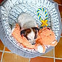 Lina a rejoint le concours — aidez-le/la à gagner de superbes lots ! animal, brown_fur, cozy, cute, dog, floor_tiles, indoor, pet, pet_bed, puppy, resting, rope_toy, sleep, sleeping, small_dog, soft, stuffed_toy, teddy_bear, toy, white_fur