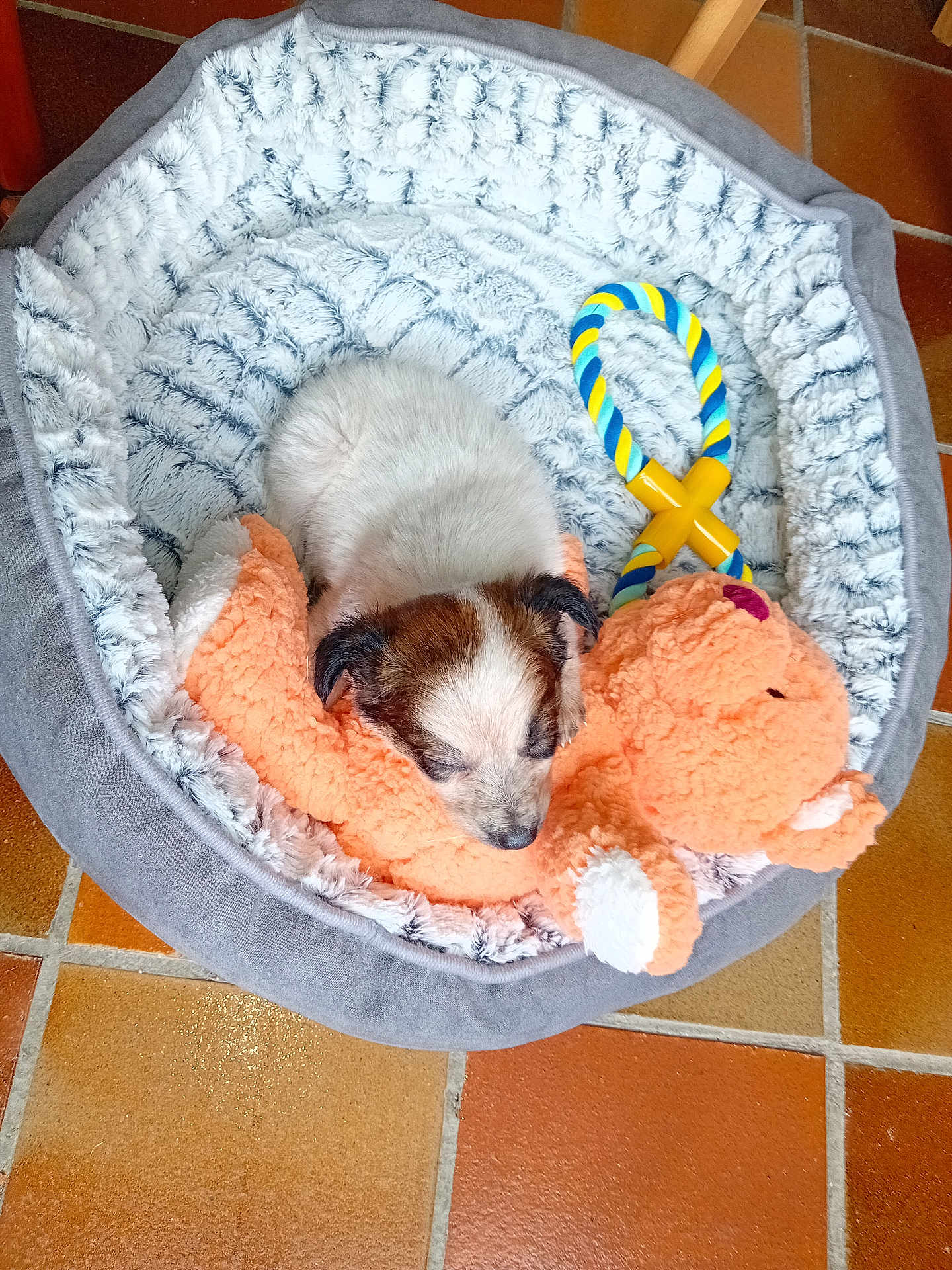 Lina