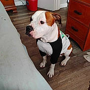 Rexx is registered to the contest to win money with this photo: dog, indoor, brown_and_white_fur, wooden_floor, shirt, pet, mop_bucket, furniture, calm, sitting, floor, domestic, household, animal, canine, ears, paws, looking_away, white_wall, door