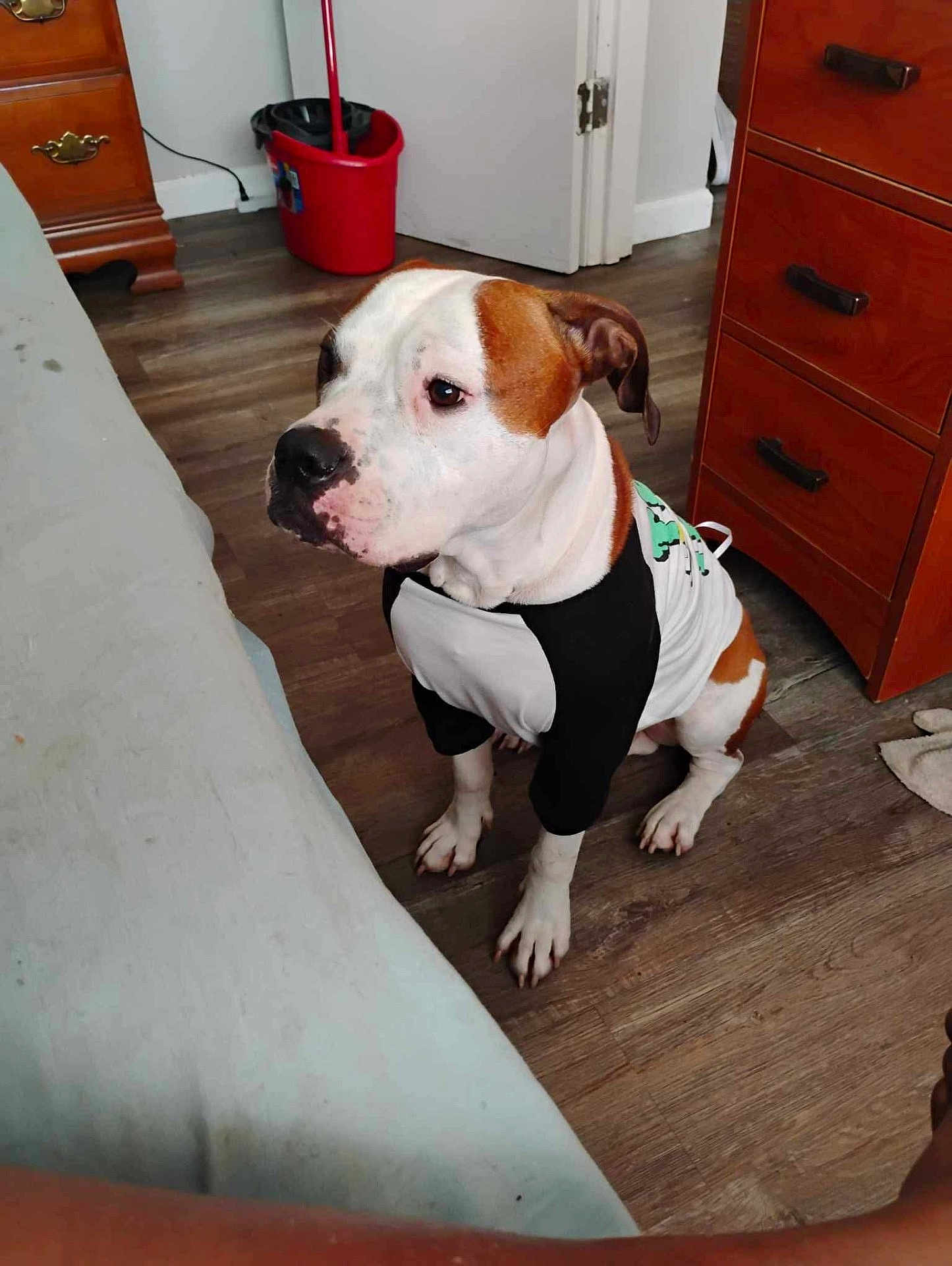 Rexx is registered to the contest to win money with this photo: dog, indoor, brown_and_white_fur, wooden_floor, shirt, pet, mop_bucket, furniture, calm, sitting, floor, domestic, household, animal, canine, ears, paws, looking_away, white_wall, door