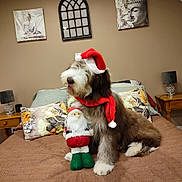 Végas a rejoint le concours — aidez-le/la à gagner de superbes lots ! animal, bed, brown_fur, christmas, cozy, cute, decor, dog, festive, holiday, indoor, lamp, pet, pillow, plush_toy, santa_hat, scarf, table, wall_art, white_fur