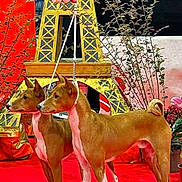 Tchouki participe au concours pour gagner de l'argent avec cette photo : alert, animal, background_plants, basenji, black_sweater, brown_dog, curled_tail, decor, dog, indoor, leash, leash_handle, miniature_eiffel_tower, person_hand, pet, plant, red_carpet, standing, watch, white_paws