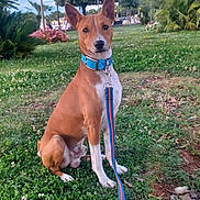 Tchouki participe au concours pour gagner de l'argent avec cette photo : dog, basenji, leash, collar, grass, park, tree, outdoor, nature, pet, canine, greenery, plant, sky, animal, sitting, daylight, cute, alert, ears