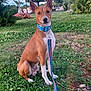dog, basenji, leash, collar, grass, park, tree, outdoor, nature, pet, canine, greenery, plant, sky, animal, sitting, daylight, cute, alert, ears