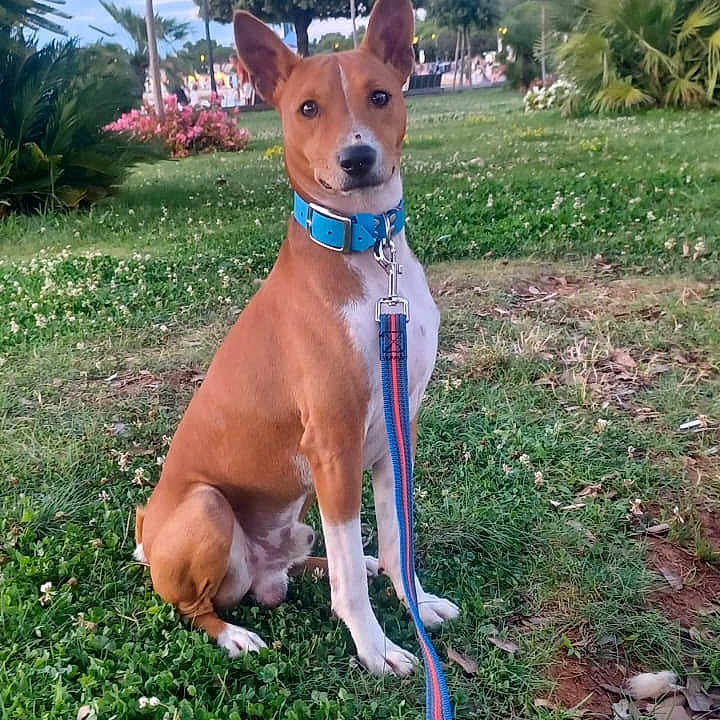 Tchouki participe au concours pour gagner de l'argent avec cette photo : alert, animal, basenji, canine, collar, cute, daylight, dog, ears, grass, greenery, leash, nature, outdoor, park, pet, plant, sitting, sky, tree