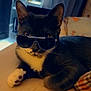 Loki is registered to the contest to win money with this photo: accessory, animal, bed, black_and_white, cat, closeup, cozy, cute, domestic, feline, fur, indoor, paw, pet, pillow, portrait, relaxed, resting, sunglasses, whiskers
