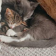 Loki joined the competition — help win amazing prizes! adorable, animal, blanket, cat, close_up, companion, cozy, cute, fur, gray_cat, indoor, kitten, paw, pet, resting, sleeping, snuggling, soft, tabby, warm