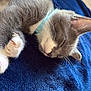 Loki is registered to the contest to win money with this photo: kitten, cat, sleeping, collar, paw, hand, blue_blanket, fur, whiskers, nap, closeup, indoor, cozy, pet, cute, relaxation, animal, rest, soft, comfort